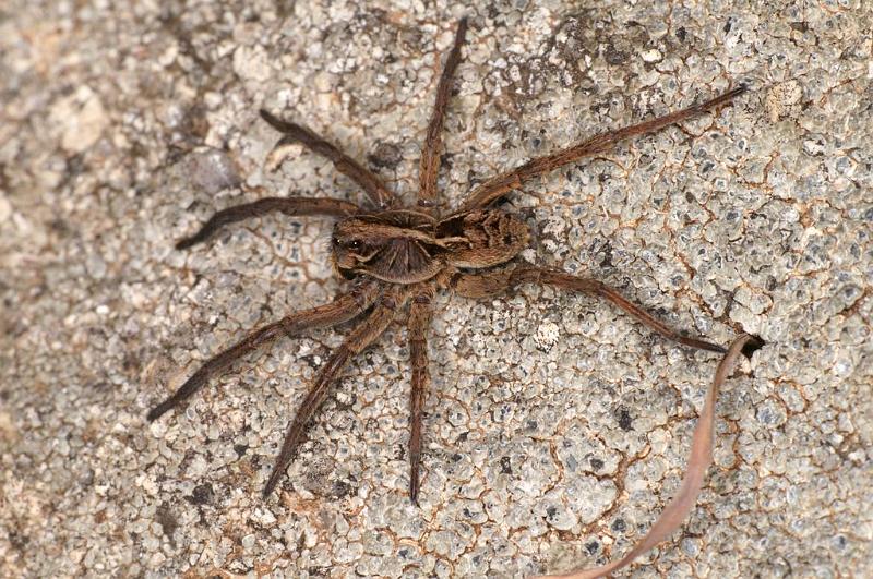 Lycosa_godeffroyi_D7080_Z_90_Wangaratta caravan park_Australie.jpg